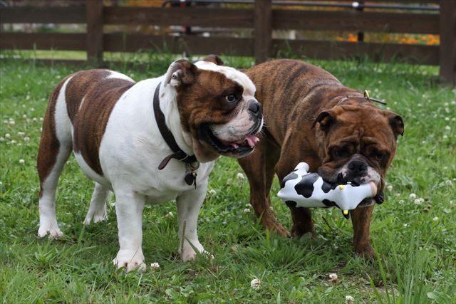 wonderful-nature-village06