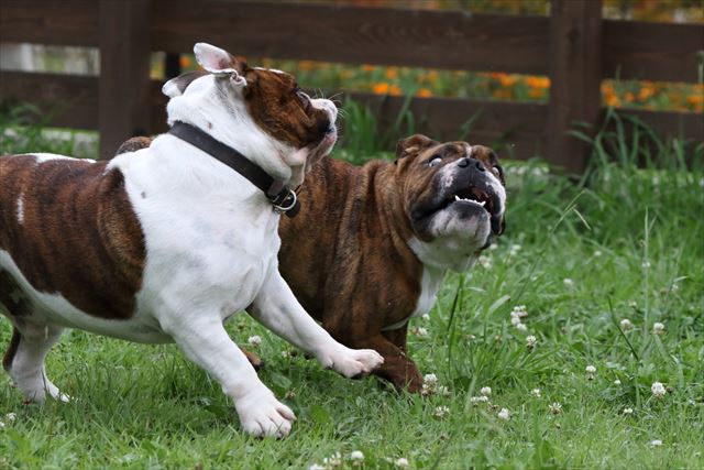 wonderful-nature-village07