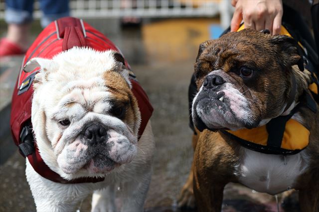 wonderful-nature-village09