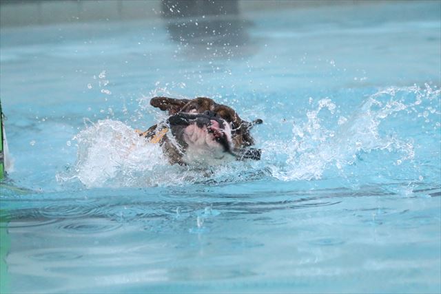 ドッグリゾートワフのドッグプール