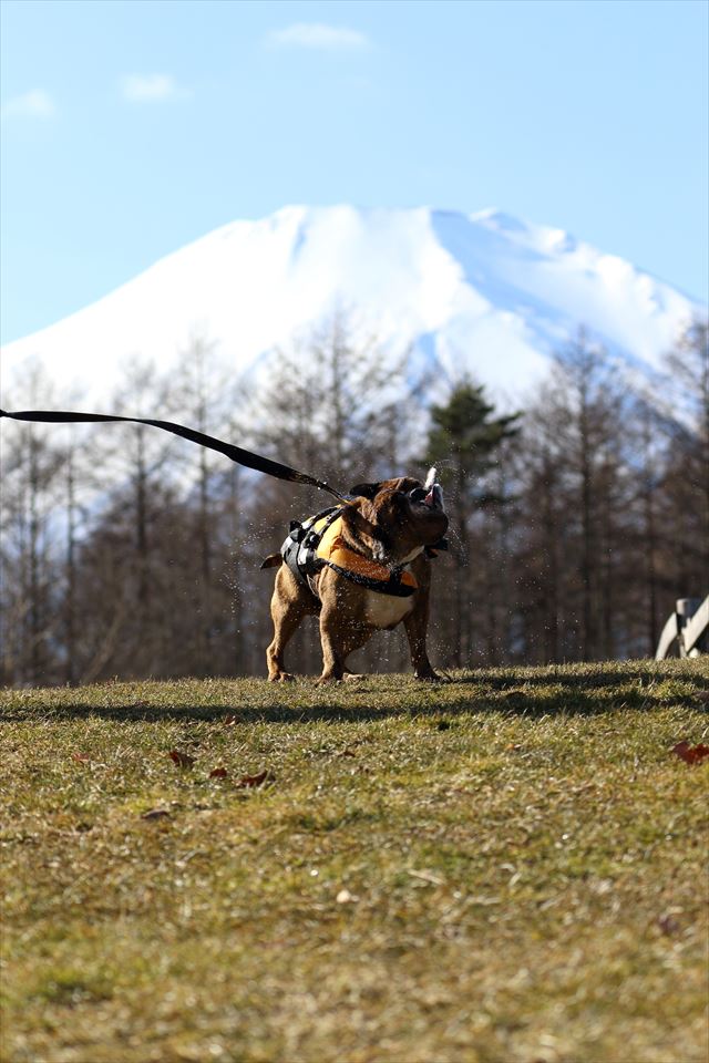 富士山とブルドッグ