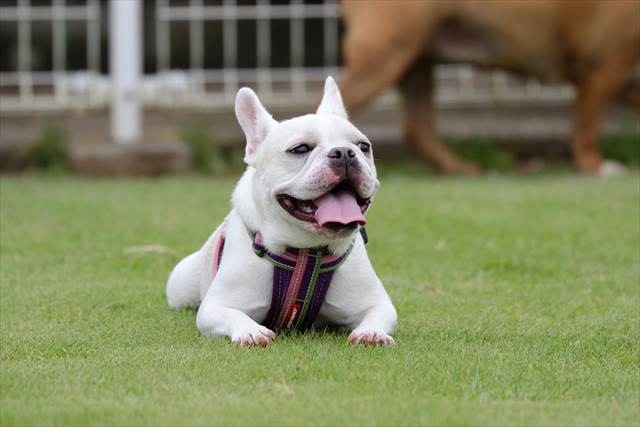 フレンチブルドッグのはなちゃん