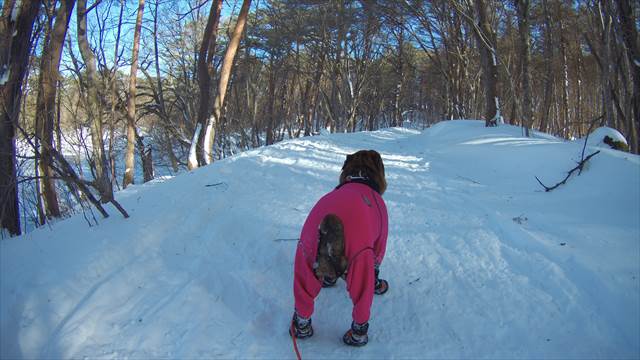 犬とスノーシュー広角撮影