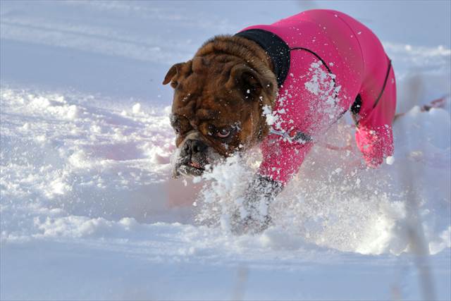 パウダースノーで遊ぶ犬