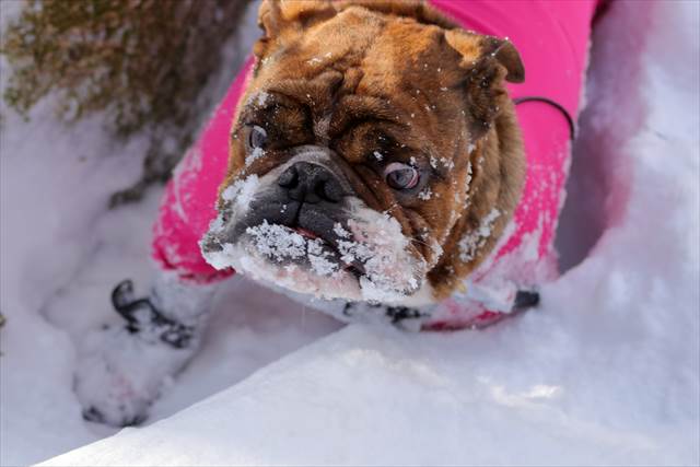 必死な顔のイングリッシュブルドッグ