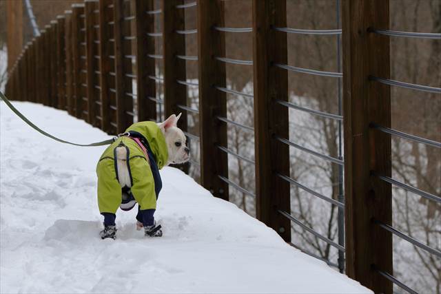 やすらぎ橋を渡るフレンチブルドッグ