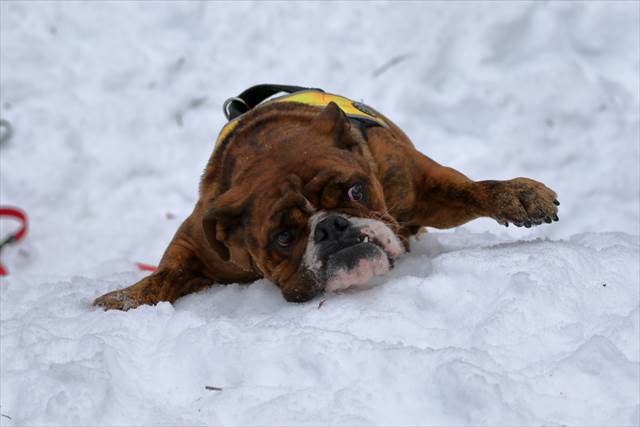 必死に登るイングリッシュブルドッグ