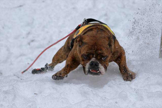 気合で登るでんすけ君