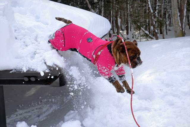 屋根からジャンプ