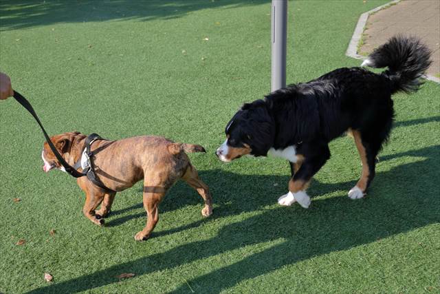 足柄サービスエリアのドッグラン