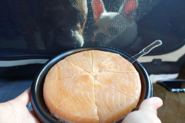 犬達が羨ましそうに見つめる ますのすし