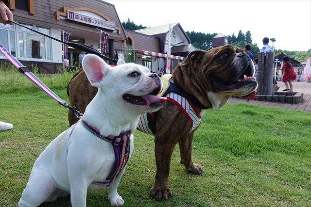 蒜山高原SAで休憩