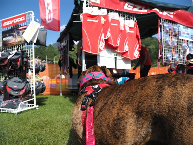 イージードッグさんのブース