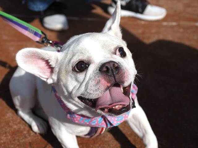 フレンチブルドッグの はなちゃん