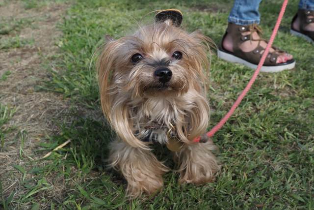 ヨークシャテリアの はなちゃん