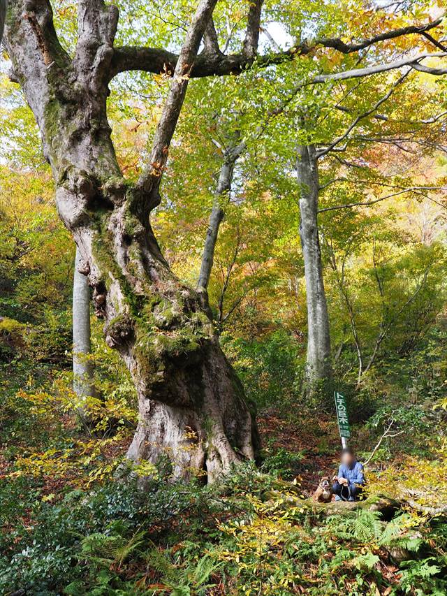 ハイキングコース【トチの巨木】