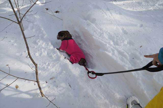 愛犬のでんすけ君が雪にハマる!