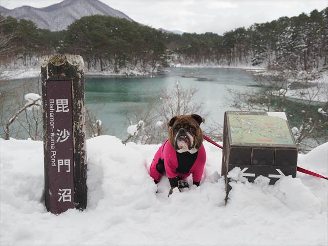 毘沙門沼とブルドッグ