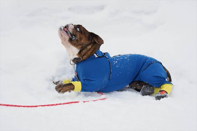 アルファアイコンのダブルフルドッグガード2018年モデル、ブルー色