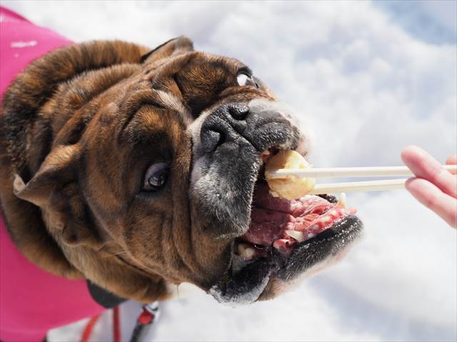 バナナを貪る犬