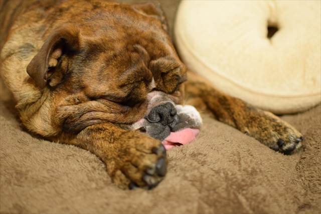 だらしなく手を伸ばしたでんすけ君【イングリッシュブルドッグ】