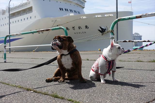 新日本海フェリーあざれあ・らいらっく