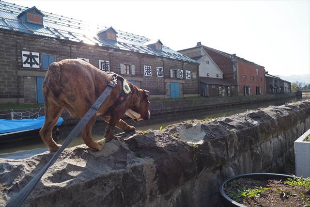 愛犬と一緒に小樽運河
