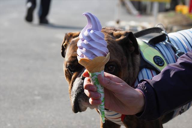 爽やかな香りのラベンダーソフト