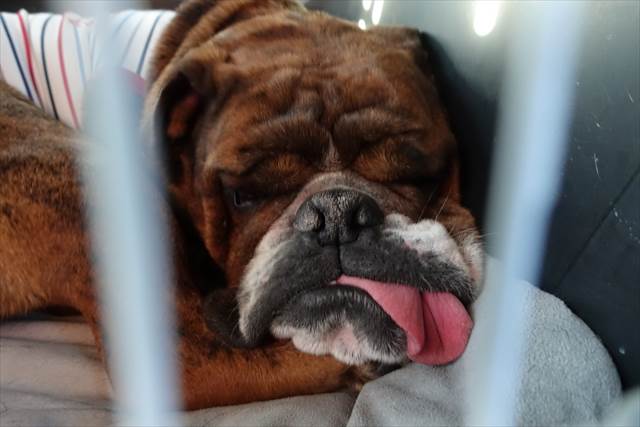 お疲れモードなイングリッシュブルドッグのでんすけくん。