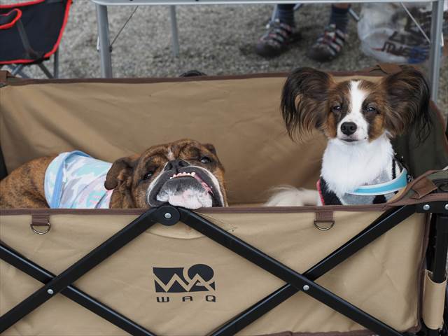 眠そうなブルドッグとパピヨン