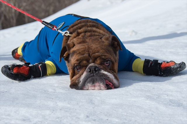 不満そうなブルドッグのでんすけ君