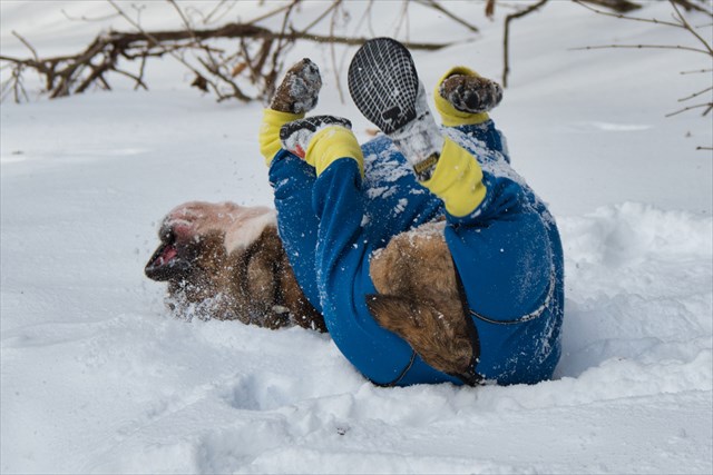 雪の上で転がり周るブルドッグ