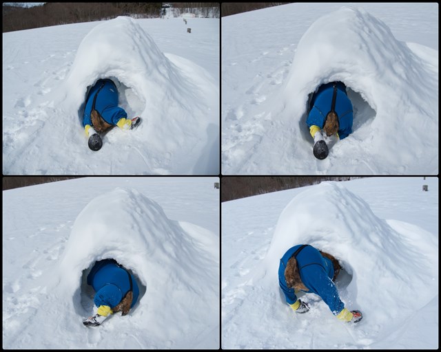 かまくらで遊ぶ犬