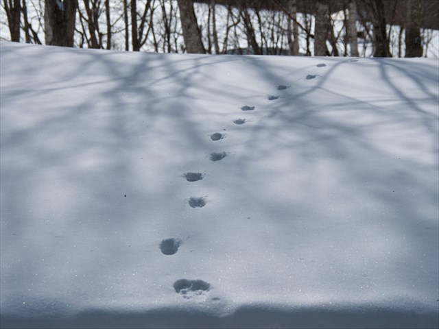 雪の上に付いたある動物の足跡