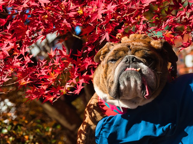 長瀞の紅葉【月の石もみじ公園】