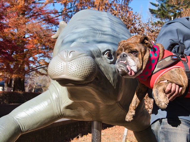 恐竜パレオパラドキシア【埼玉の博物館】