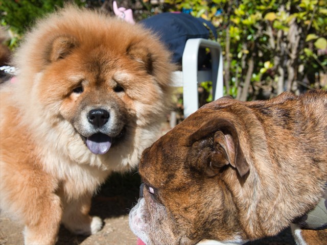 愛犬と一緒にムーミンバレーパークで写真撮りまくった メッツァビレッジ